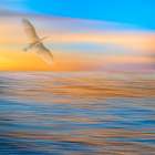 USA, Washington State, Seabeck. Composite of great egret flying in seascape sunset. Art Print